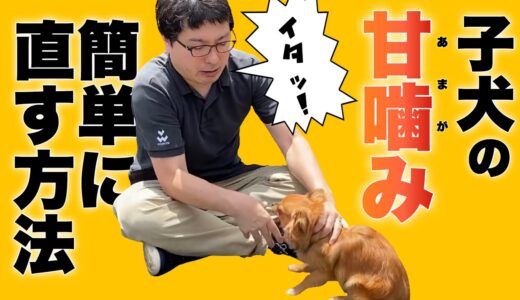 犬の甘噛みは〇〇で治る！誰でも簡単に子犬の甘噛みを治す方法