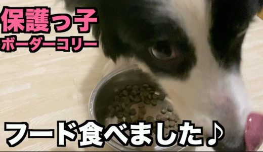 保護っ子ボーダー・やっとドッグフード食べるように【3-4日目】