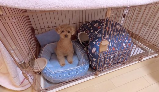 どうして犬とベッドで一緒に寝ないの？小屋にトイレはないの？についてお答えします。【トイプードル】