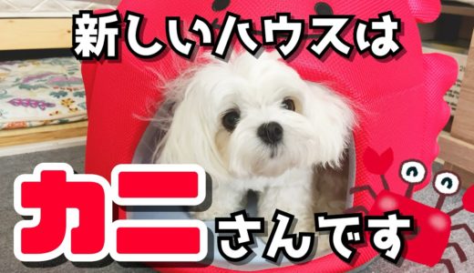 新しいペットベッドを買ったら犬が大興奮して超絶可愛かった【マルチーズ】