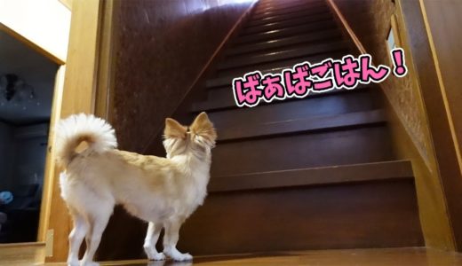 犬がご飯になると階段の下で今か今かと待つ姿がとっても可愛い【チワワ】【dog】【chihuahua】