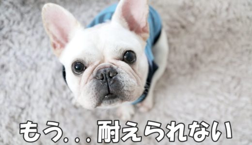 イライラしている犬に腰を抜かせてやりました【フレンチブルドッグ frenchbulldog】