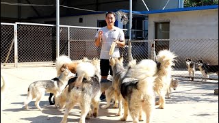 一群雪橇犬抢零食，最后那只二哈太有“礼貌”了A group of dogs are waiting to get their food. One Husky is so funny