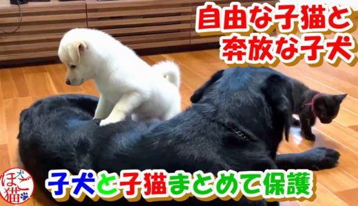 【犬　子犬　子猫　保護猫】自由奔放な子犬と子猫　見守るラブラドール