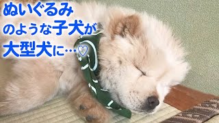 どんどん成長するチャウチャウ犬♡ 彼の「のんびりライフ」が最高にほっこりでした…