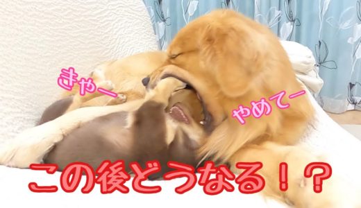 大型犬クッキーに噛み付かれるのを必死にガードする小型犬ショコラ。この後どうなる！？ゴールデンレトリバーのクッキーとミニチュアダックスフンドの子犬ショコラとの幸せな日常