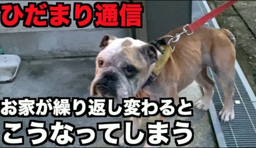 犬はお家が何度も変わるとこうなってしまう【ひだまり通信＃2】