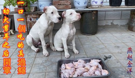 兩隻幼犬剪耳后第一次吃肉，6斤鷄頭一口一個，看著真過癮