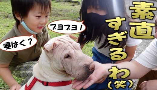 世界一珍しい犬種を散歩に連れて行ったら子供達の反応がすごかったww