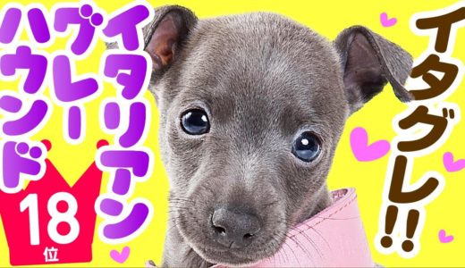 ❤️人気18位【イタリアン・グレーハウンドってどんな犬？】子犬の価格や性格、寿命、飼いやすさは？ カワイイ動画でチェック！