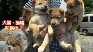 「どうぶつピース！！かわいい大図鑑」犬編（80）激カワ赤ちゃん 日本犬図鑑