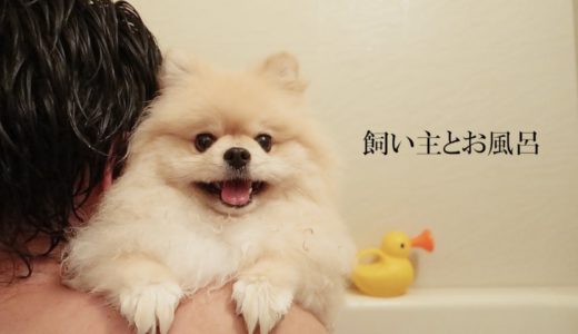 飼い主とモチの癒しのバスタイム【ポメラニアン犬】