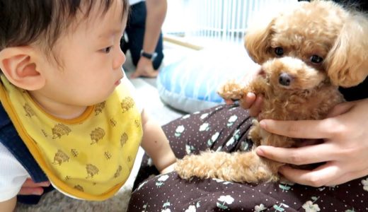 生まれて初めて犬と触れ合う生後10か月の赤ちゃんが可愛すぎたｗ【トイプードルのコロン】