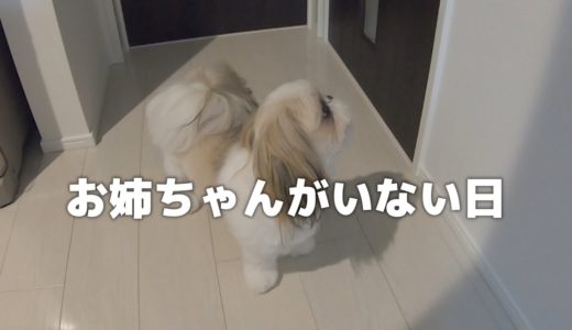 【お留守番】いつも一緒にいる大好きな姉犬がいないことに気付いた妹犬の行動が切なすぎました…【シーズー】