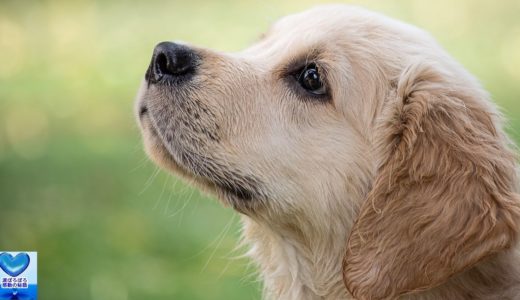 亡くなった犬が生まれ変わりもう一度飼い主の元へやってくる【感動】