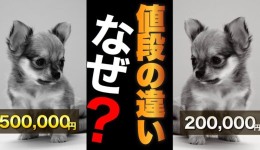 ペットショップの子犬の値段ってどうやって決まるの?犬の本当の価値ってなんだろう?