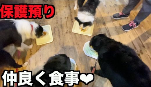 保護犬ボーダー・里親候補の家族と面会【28-29日】