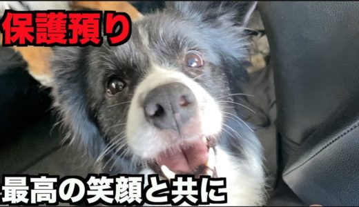 保護犬ボーダー・里親様にお届け【35-37日目最終日】