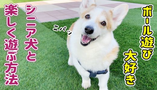 シニア犬のために走る！！【コーギ】