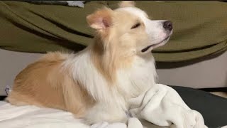 犬が機嫌を治してくれません..どうしますか？【ボーダーコリー】