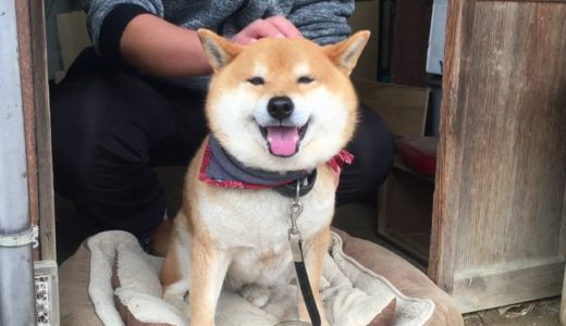 雷が怖くて牧羊犬のように飼い主を小屋に追い込みナデナデさせる柴犬　When thunder strikes, Shibe drives his owner into the shed.