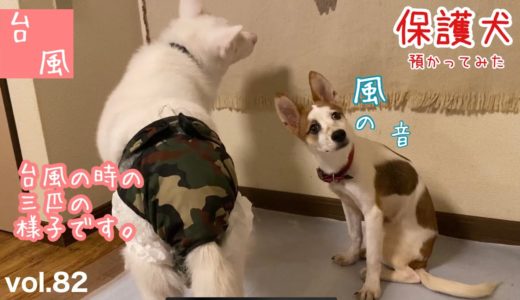 【保護犬預かり】台風の夜。