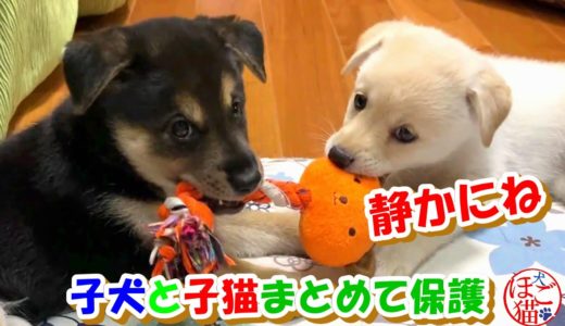 【犬　子犬　保護犬】子犬２匹を保護　嵐の前の静けさ？！