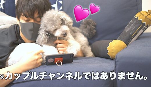 🐶犬とアラサー独身男がイチャイチャしてるだけの動画です。【トイプードル】