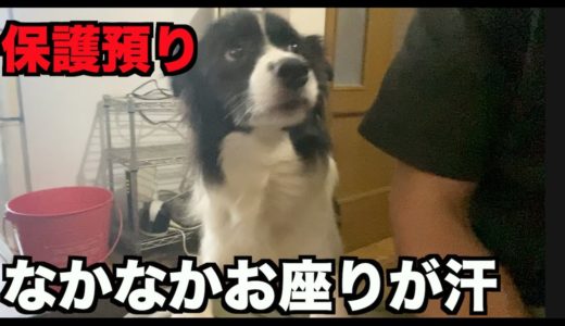 保護犬ボーダー・出来たことができなかったり汗【32-34日】