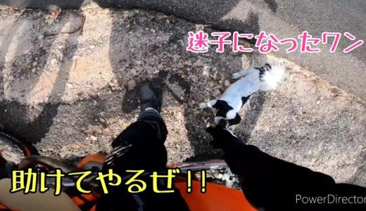 声をかけた瞬間、すり寄ってくる人懐っこい迷子犬に遭遇!!助けようとするライダー！【グッドライダー動画集】