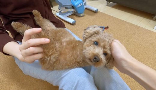 犬に肉球マッサージをしたら気持ちよすぎてうっとりし始めたｗ【トイプードル】