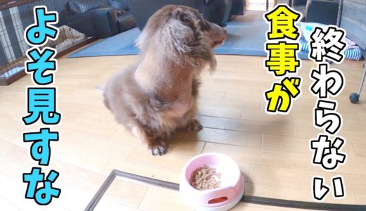 スローライフを送るおじいちゃん犬の朝に密着