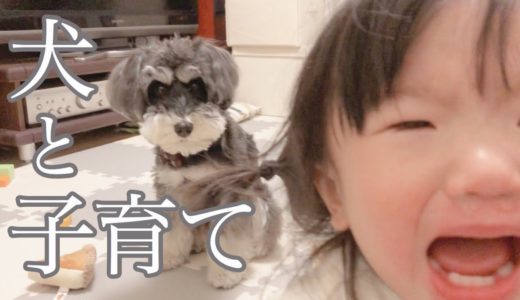 【犬がいる育児】泣いたり笑ったり騒がしい子どもたち【シュナウザージジトト】