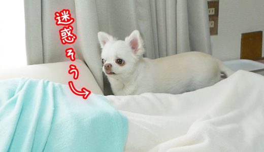 ママに寝床を盗られて迷惑そうな犬！