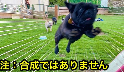 【神回】こんな犬見たことないっしょ/超絶可愛いフレブル達