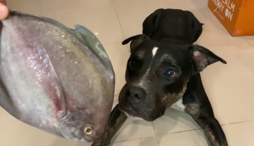 Oliang the Pit Bull eats Papaya♠️🐟Black Pomfret [ASMR] MUKBANG | 犬が生の肉を食べる [咀嚼音] 音フェチ動画 | SASHIMI