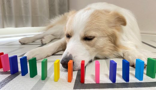 犬とドミノで遊んだらハプニングが起こらないわけがない！【ボーダーコリー】