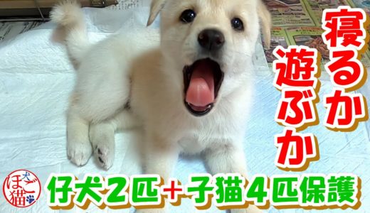 【犬　子犬　保護犬】子犬２匹を保護　眠くても遊びたい気持ちは強い白豆