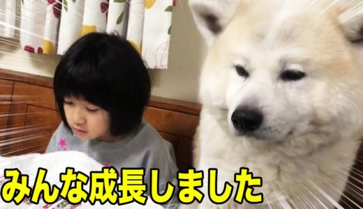 秋田犬そうすけ君がいる生活・・共に生きますのんびりと【VLOG】