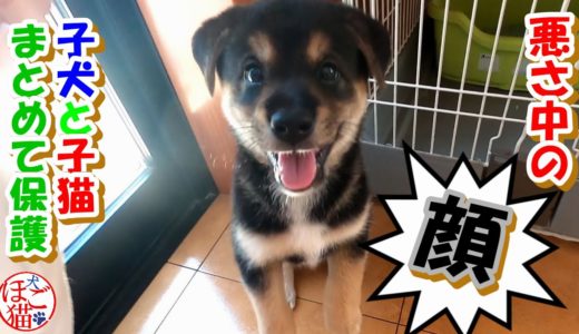 【犬　子犬　保護犬】子犬２匹と子猫4匹保護　いたずらは朝飯前！