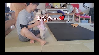 飼い主の緊急時に心配して駆けつけてくるパグ犬ぷぅ Pug