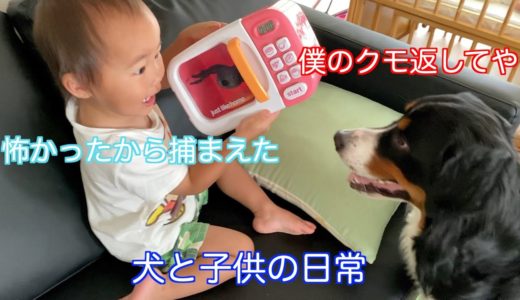 【犬と子供の日常】１００均のクモのおもちゃで盛大遊ぶ　バーニーズマウンテンドッグ　 bernese mountain dog