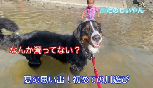 【犬と子供】子供たちと一緒に川遊びを楽しむ　バーニーズマウンテンドッグ　 bernese mountain dog