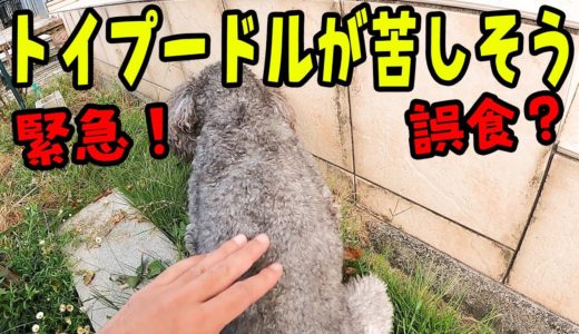 苦しそうなトイプードルを心配するハスキー犬に感動