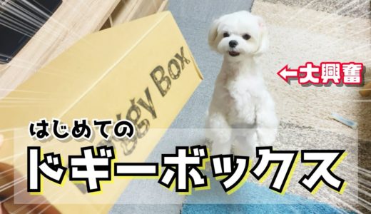 【マルチーズ】はじめてのドギーボックスに大興奮する犬がめちゃくちゃかわいい【doggy box9月号】