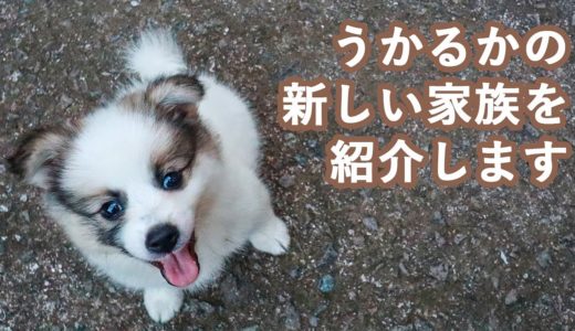 捨てられた２匹のめっちゃ可愛い雑種犬を飼う事にしました【愛犬チャンネル/日韓夫婦】