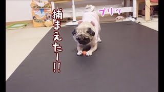 新しいおもちゃにテンション爆上げでおかしくなる パグ犬ぷぅ Pug