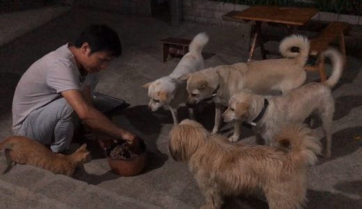 去县城接媳妇晚上九点才到家，给田园犬来个大餐