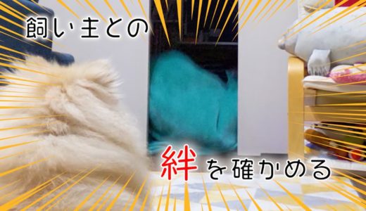 絆は深まったか？飼い主が消えるドッキリ再び【ポメラニアン犬モチ】