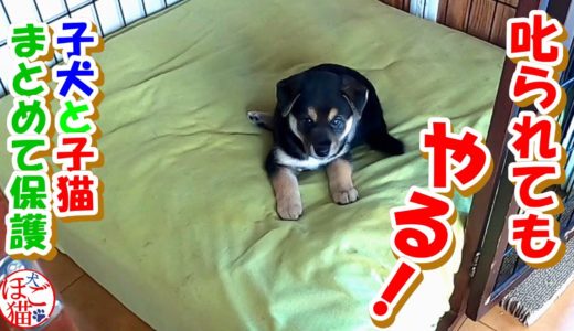 【犬　子犬　保護犬】子犬２匹を保護　先住犬を困らせる子犬達